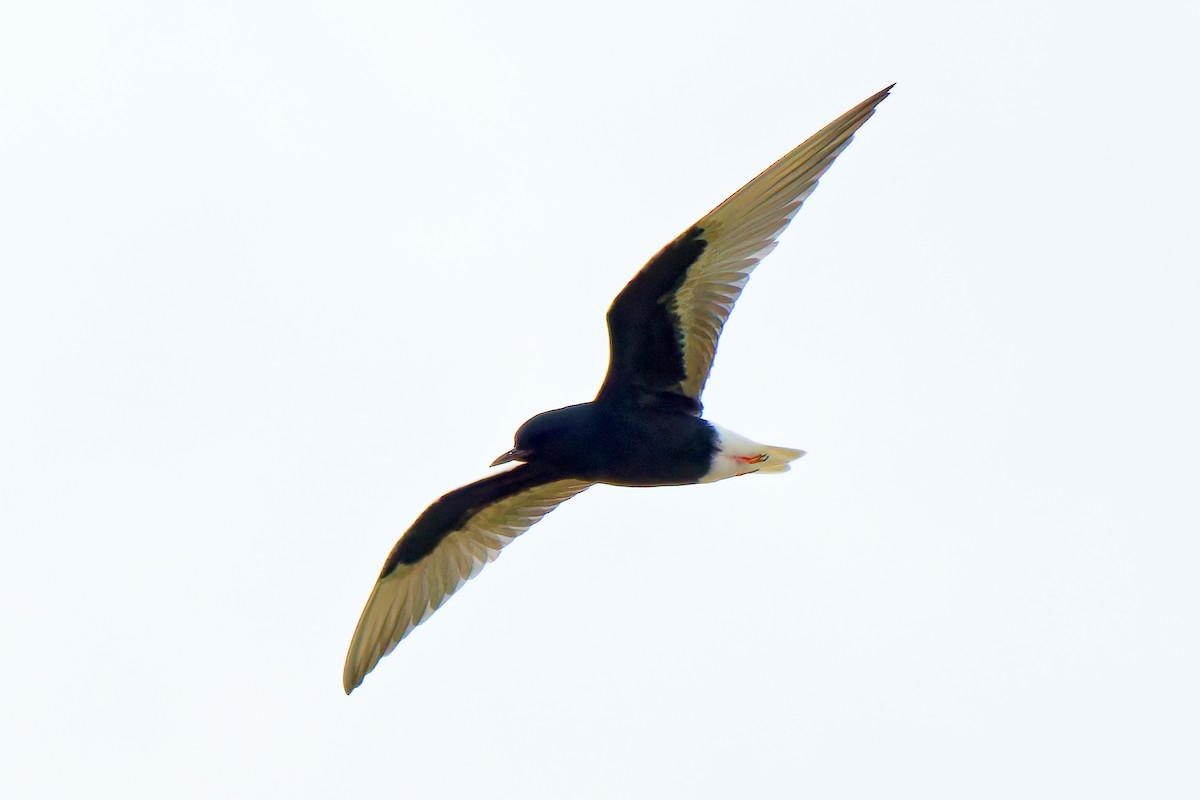 White-winged Tern - ML620022853