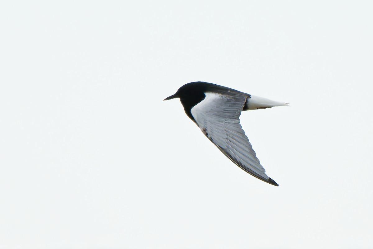 White-winged Tern - ML620022854