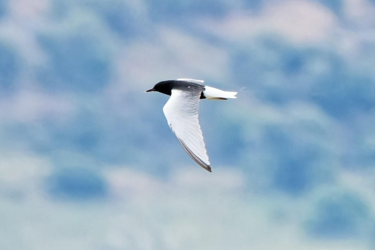 White-winged Tern - ML620022855