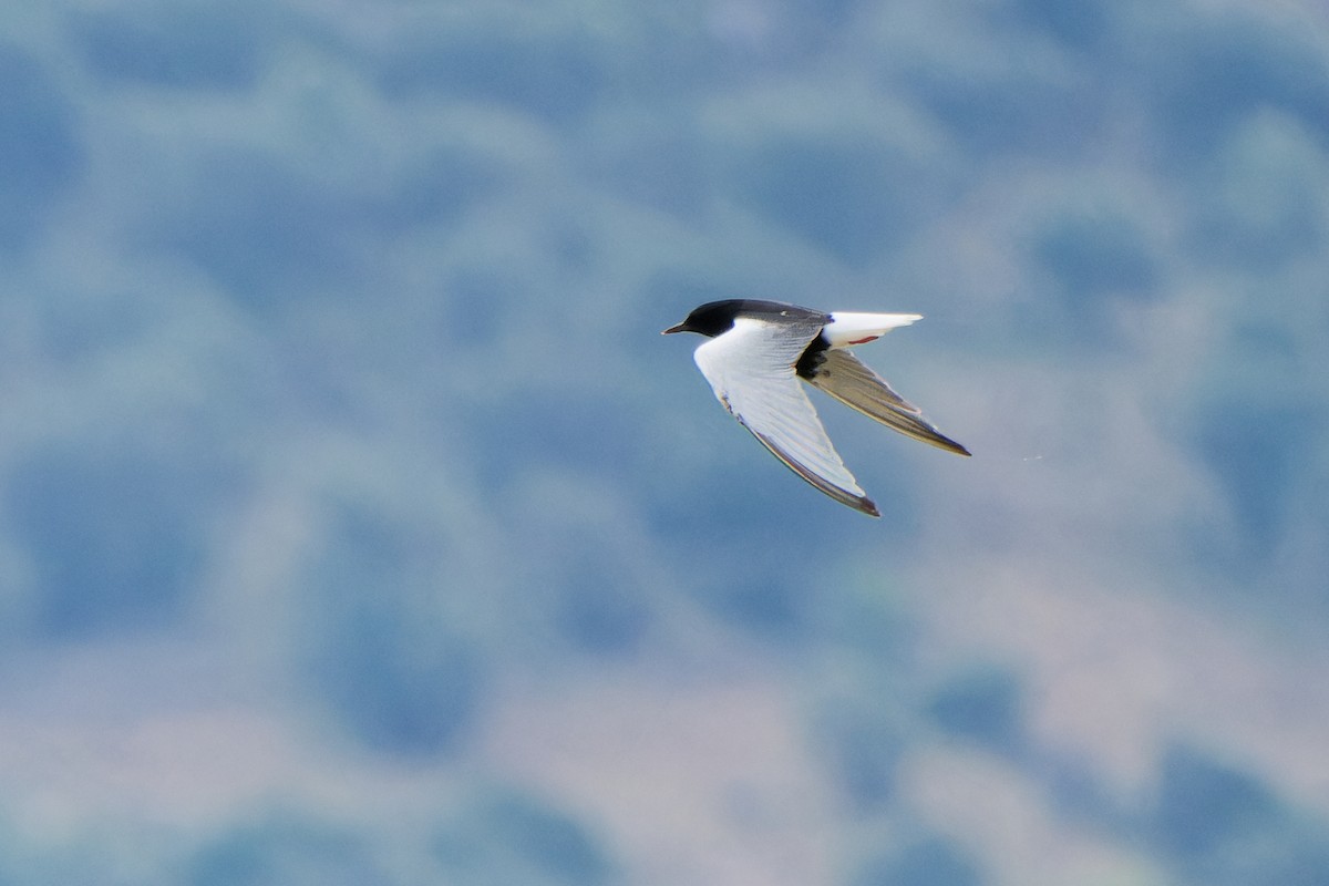 White-winged Tern - ML620022856