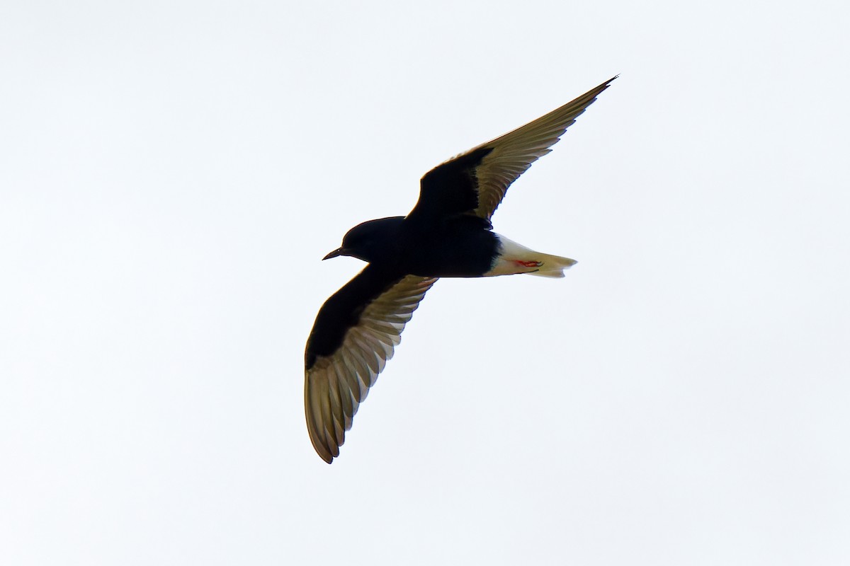 White-winged Tern - ML620022857