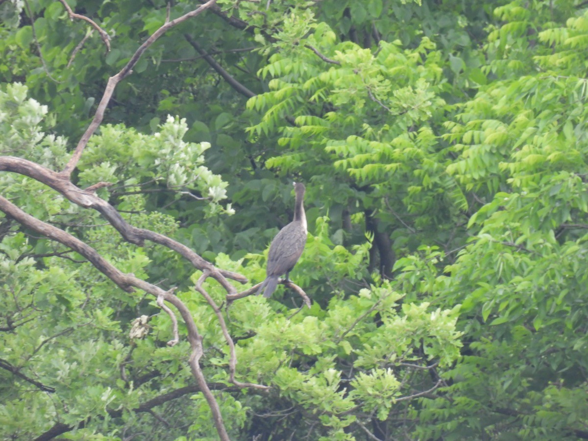 Cormorán Orejudo - ML620022861