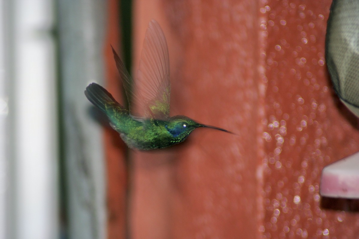kolibřík modrouchý - ML620022865