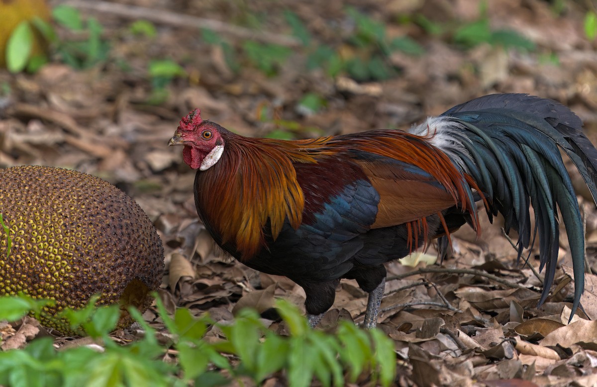 Red Junglefowl - ML620022886