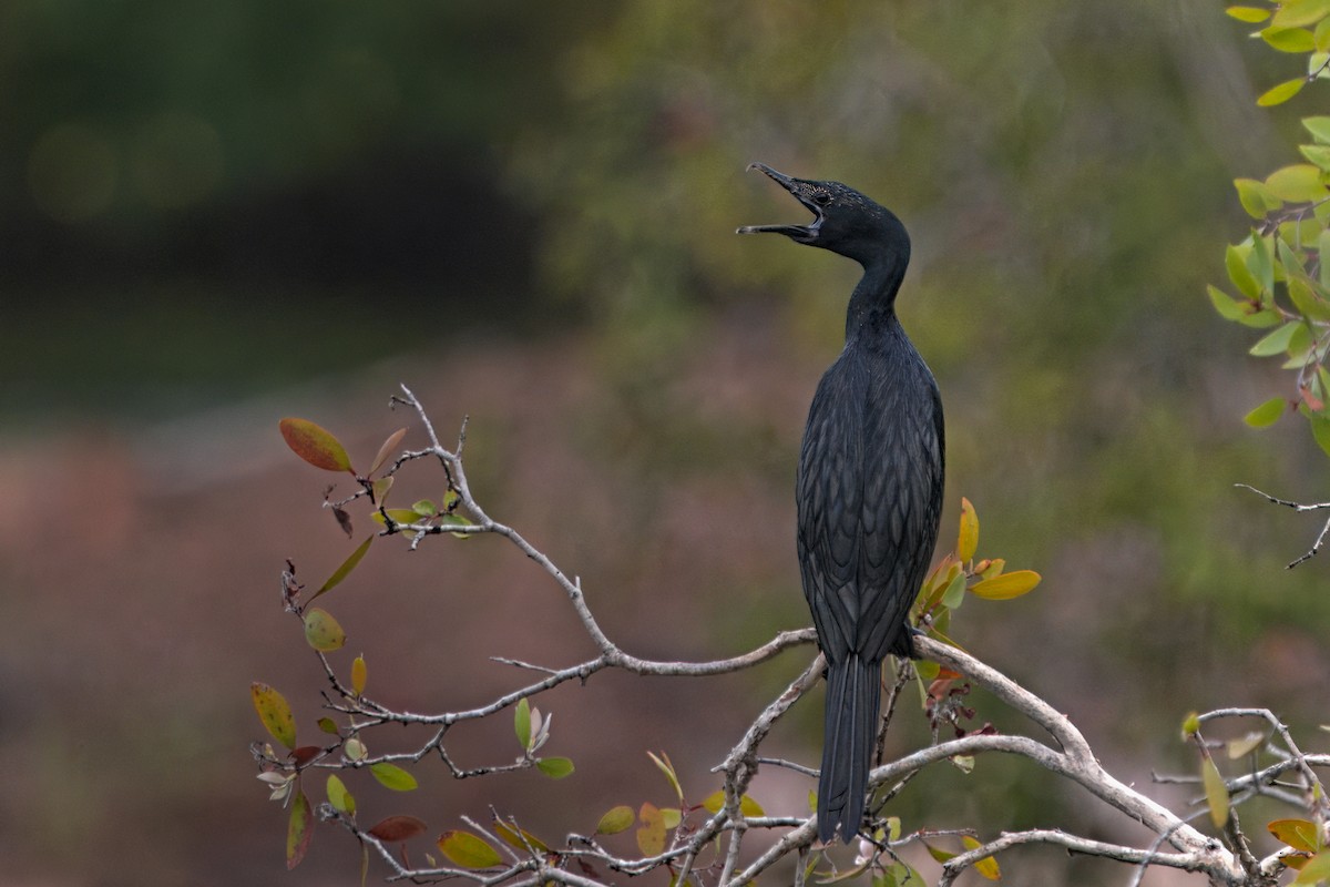 Cormorán de Java - ML620022887