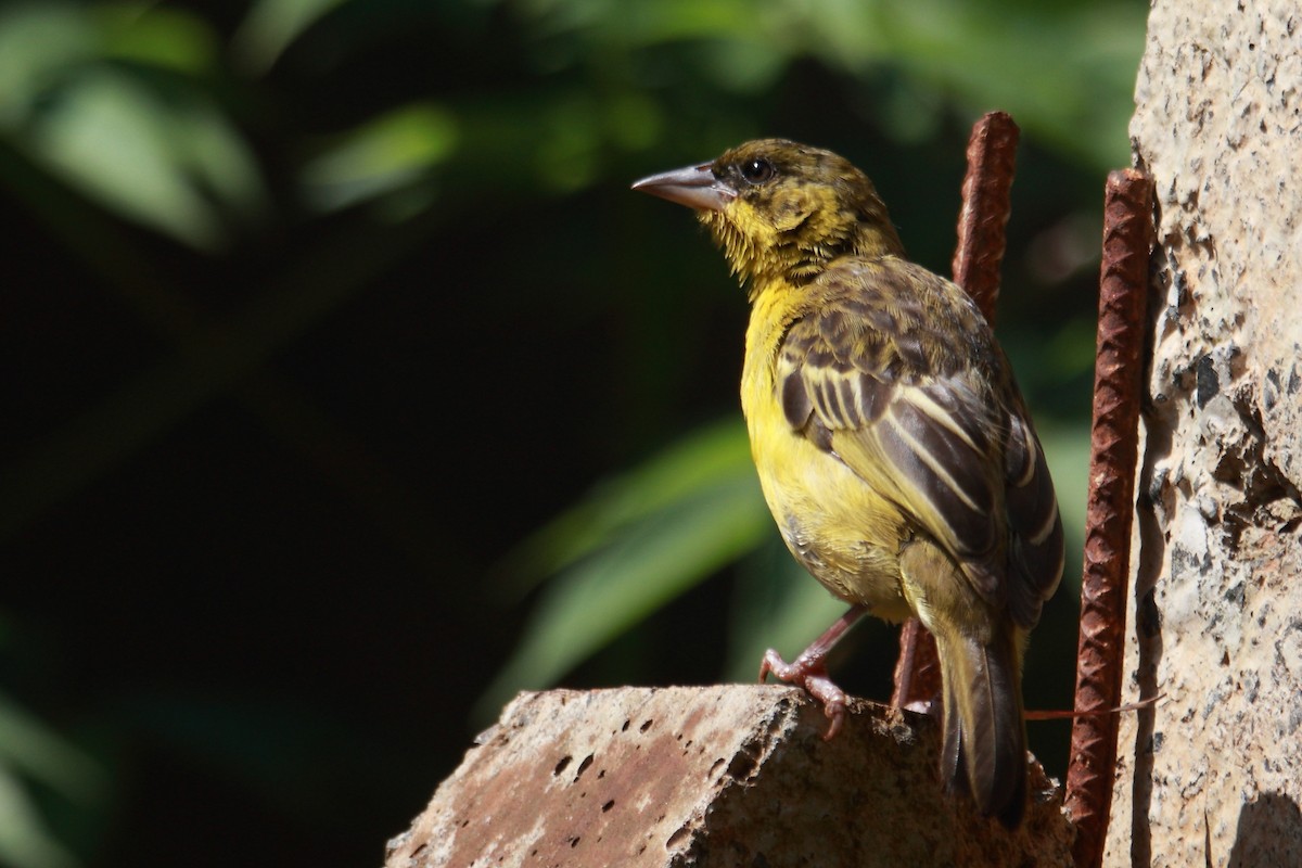 Baglafecht Weaver - ML620022889