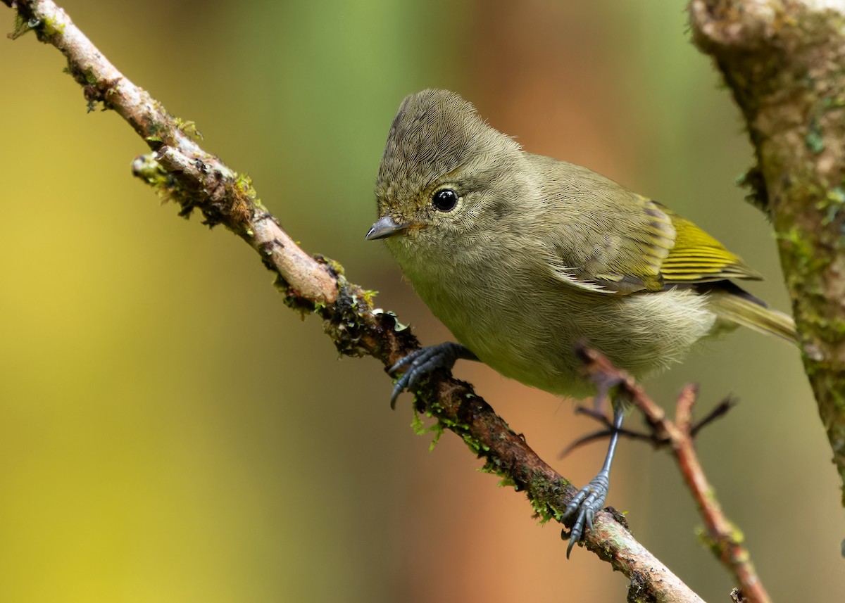 Yellow-browed Tit - ML620022891