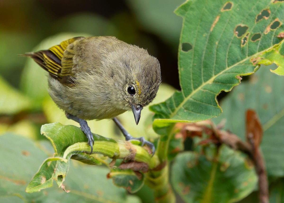 Yellow-browed Tit - ML620022896