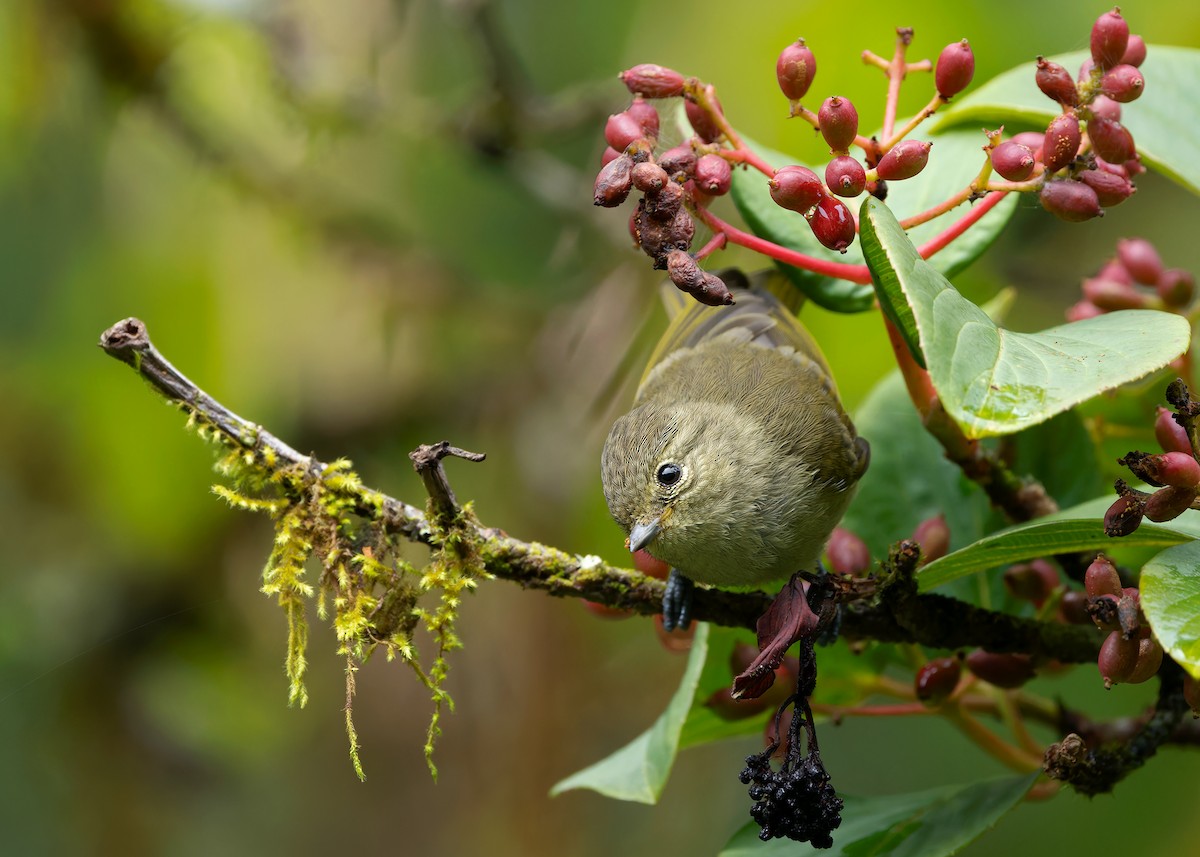 Yellow-browed Tit - ML620022897