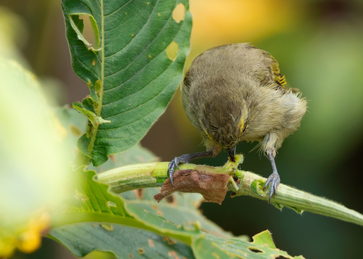 Yellow-browed Tit - ML620022900