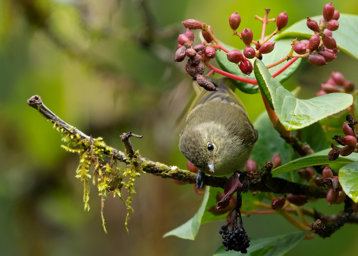 Yellow-browed Tit - ML620022905