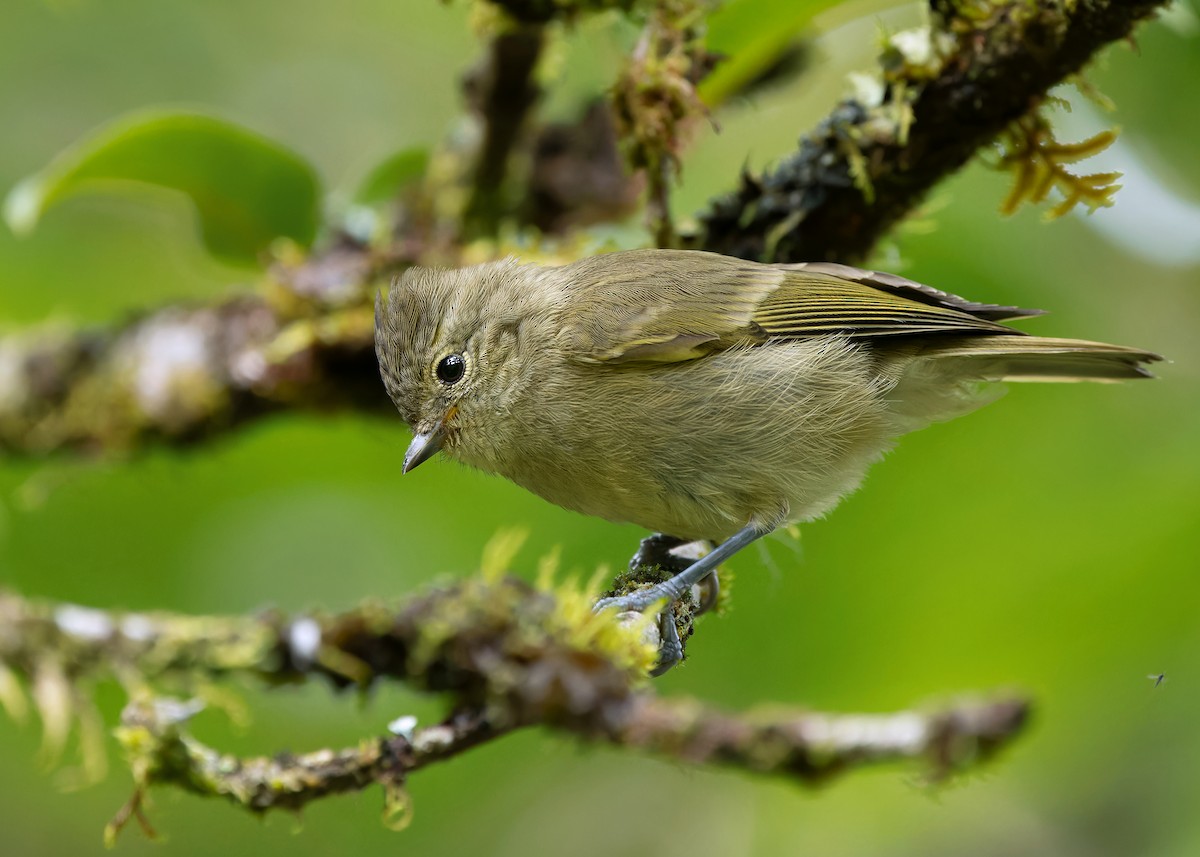 Yellow-browed Tit - ML620022908