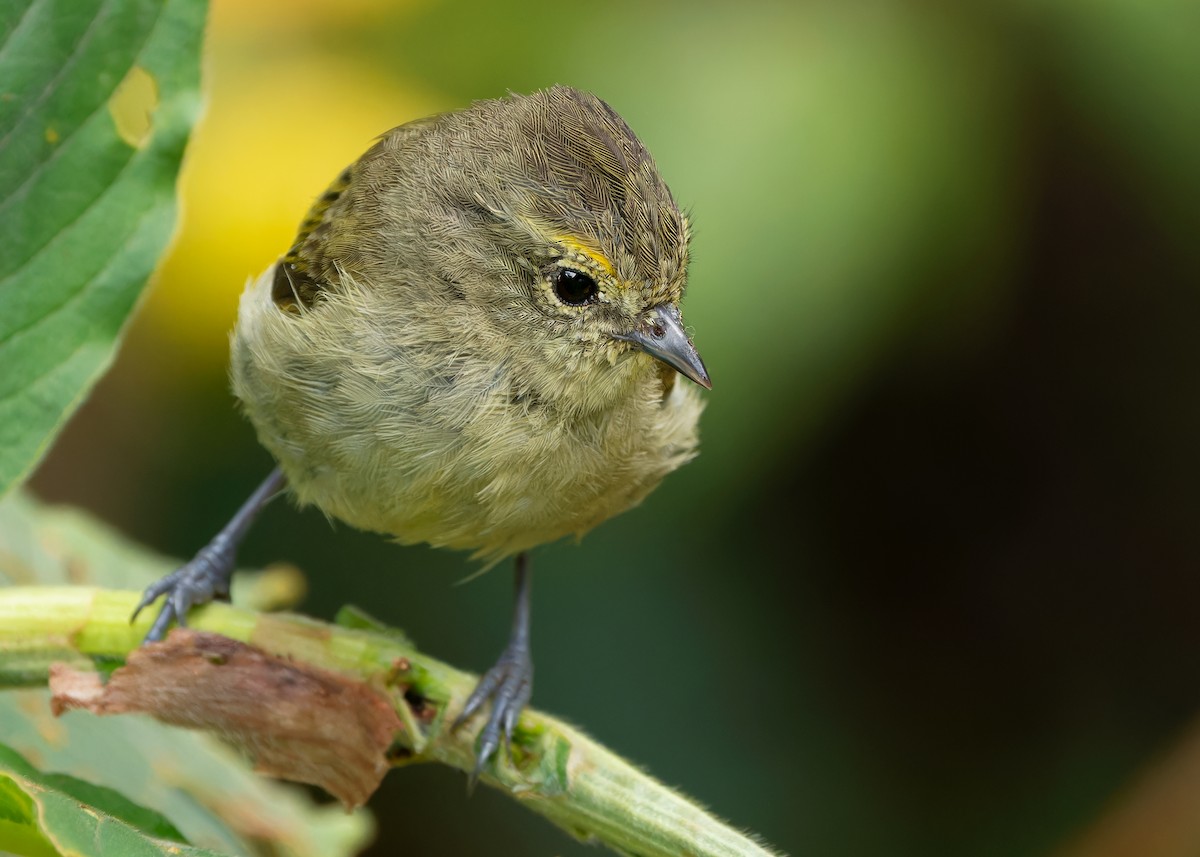 Yellow-browed Tit - ML620022909