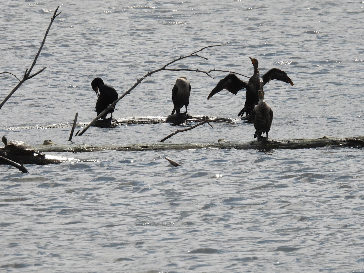 Cormorán Orejudo - ML620022913