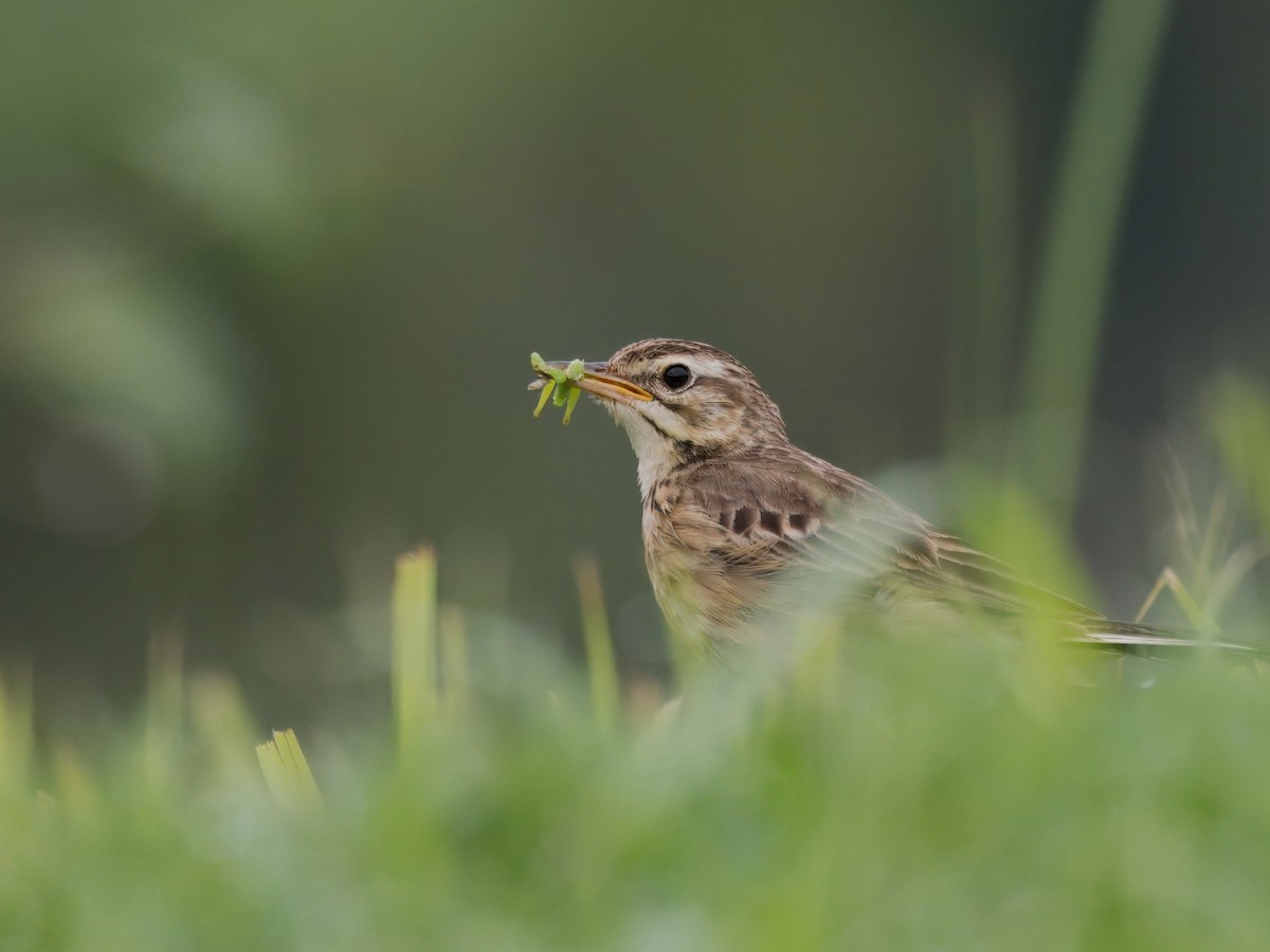 Paddyfield Pipit - ML620022920