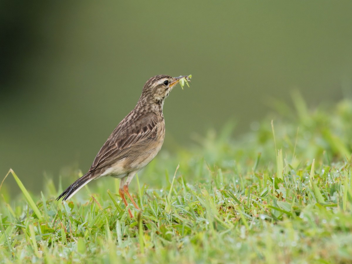 Paddyfield Pipit - ML620022922