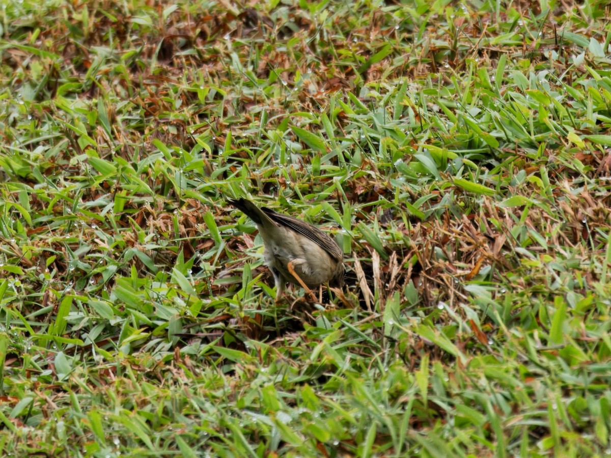 Paddyfield Pipit - ML620022925