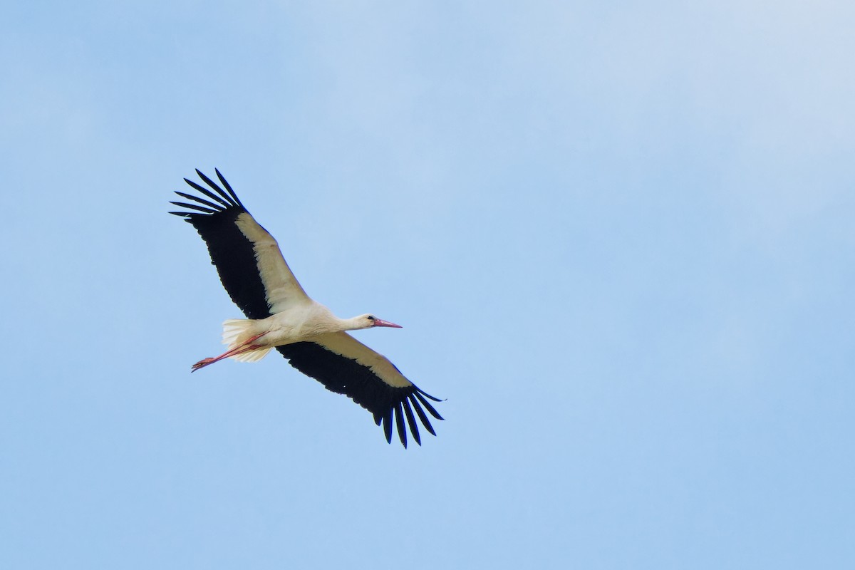 White Stork - ML620022928