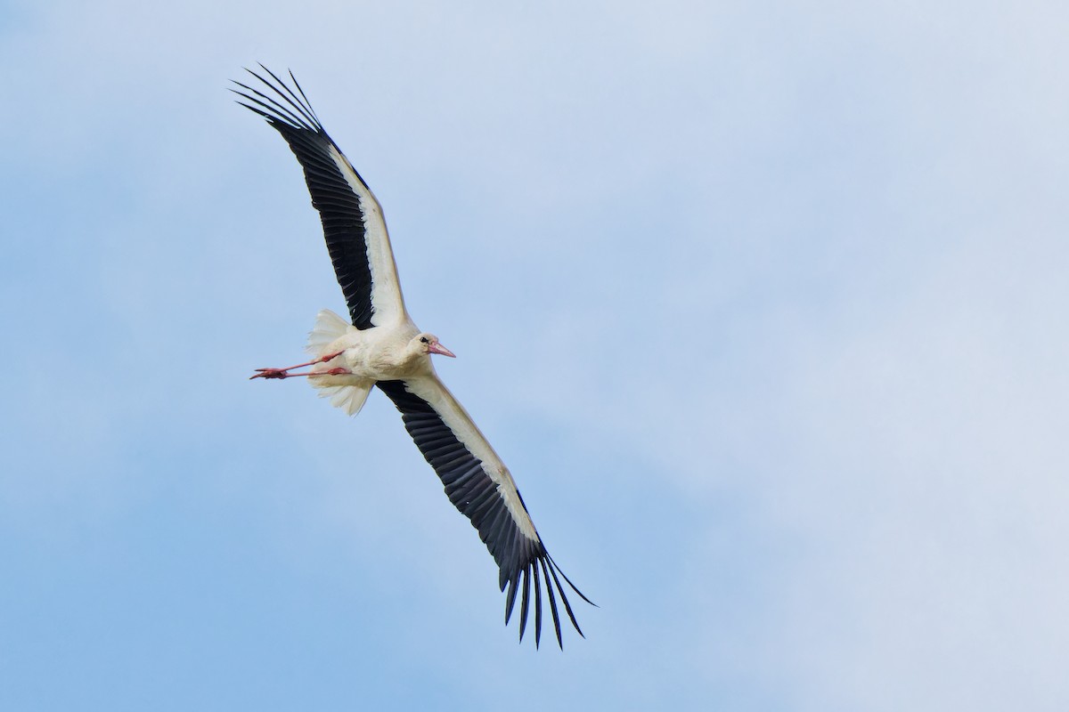 White Stork - ML620022929