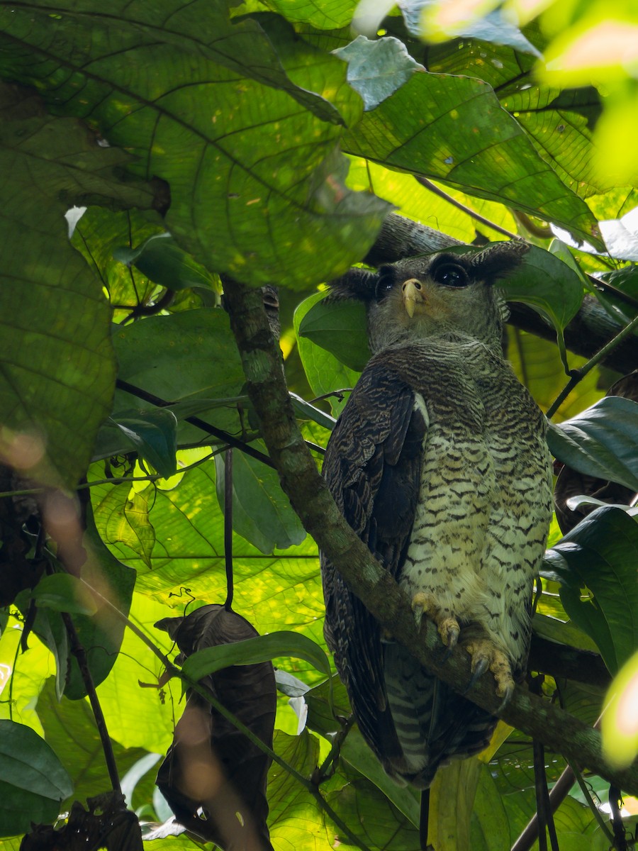 Barred Eagle-Owl - ML620022959