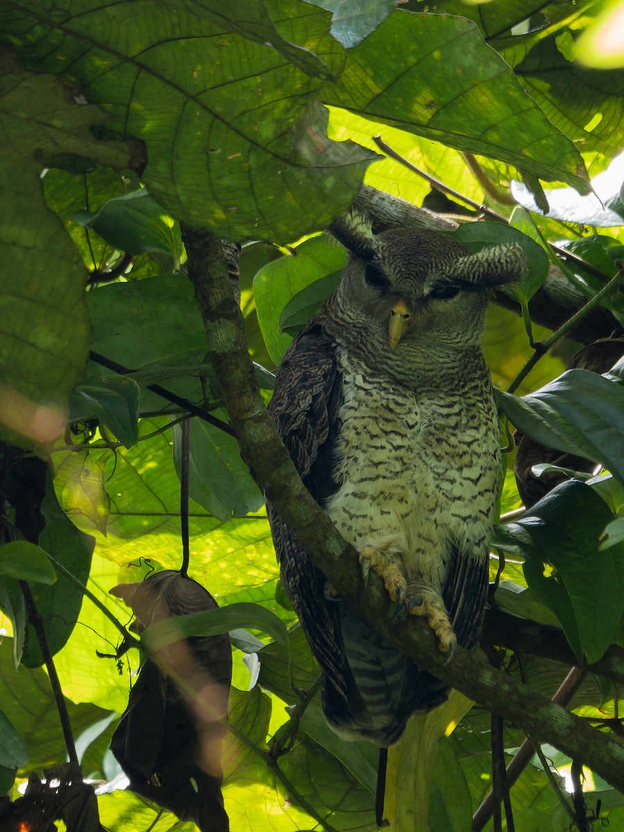 Barred Eagle-Owl - ML620022962