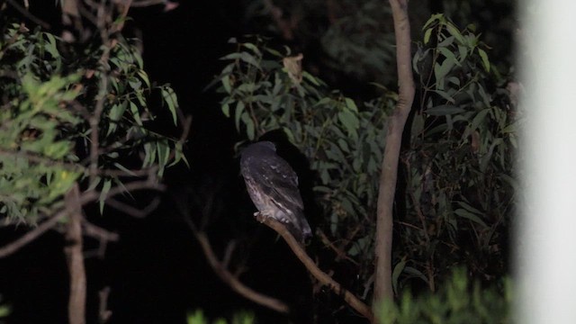 Австралийская иглоногая сова - ML620022974