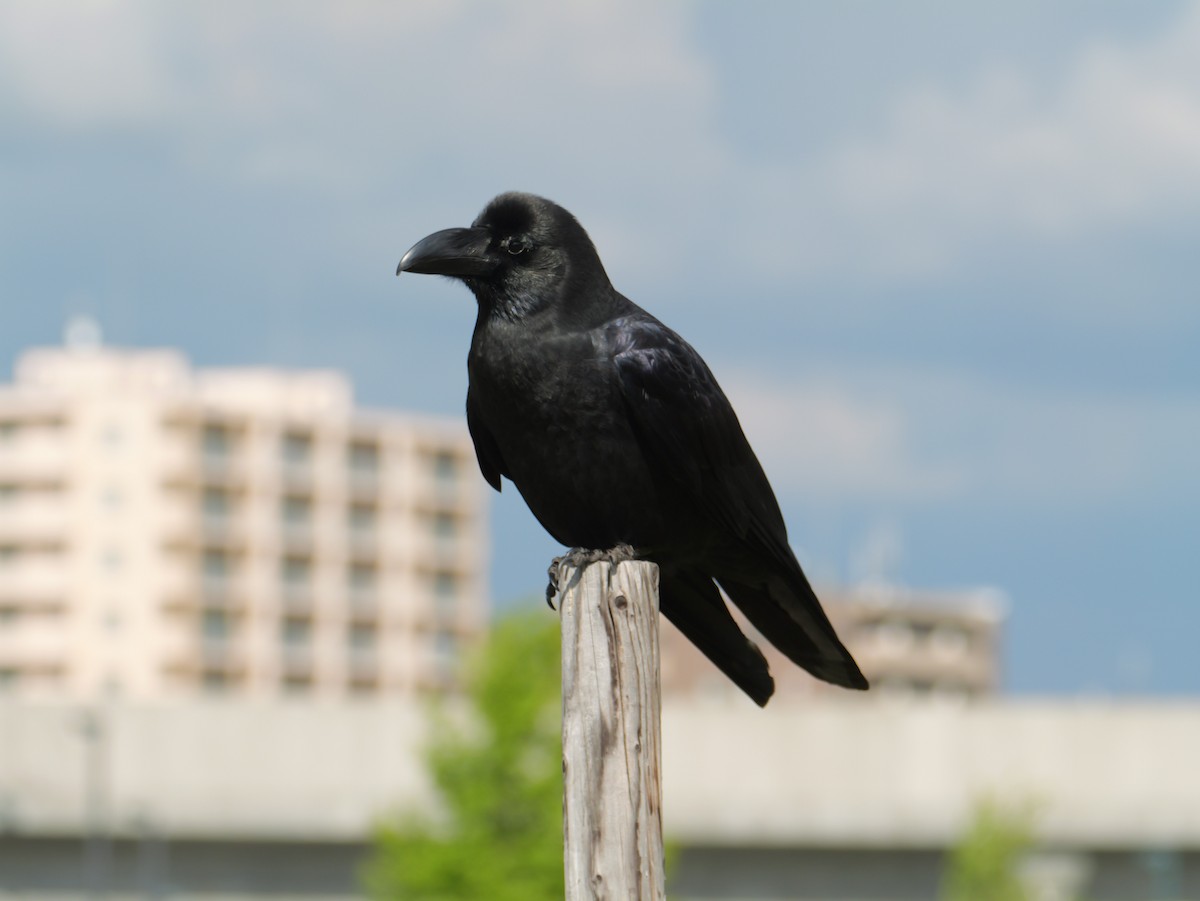 Large-billed Crow - ML620022978