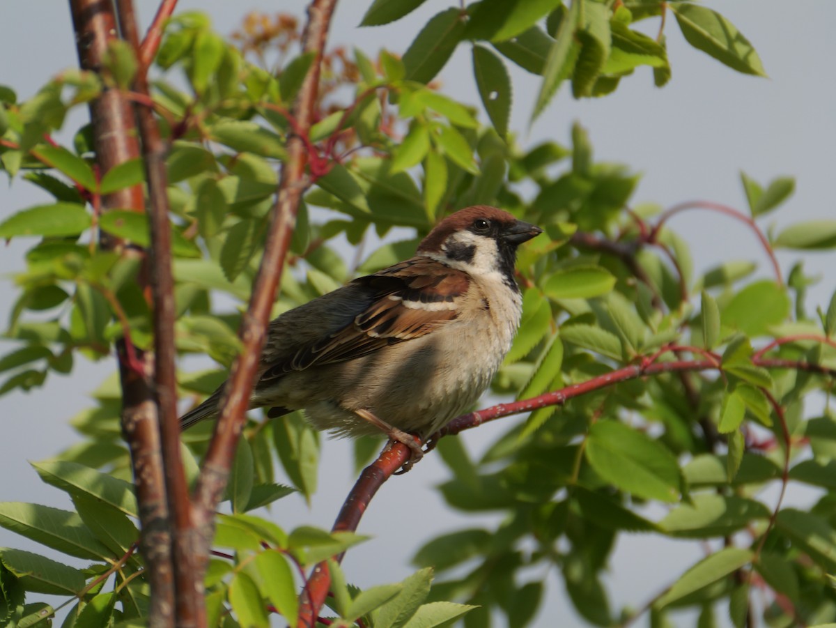 Eurasian Tree Sparrow - ML620022985