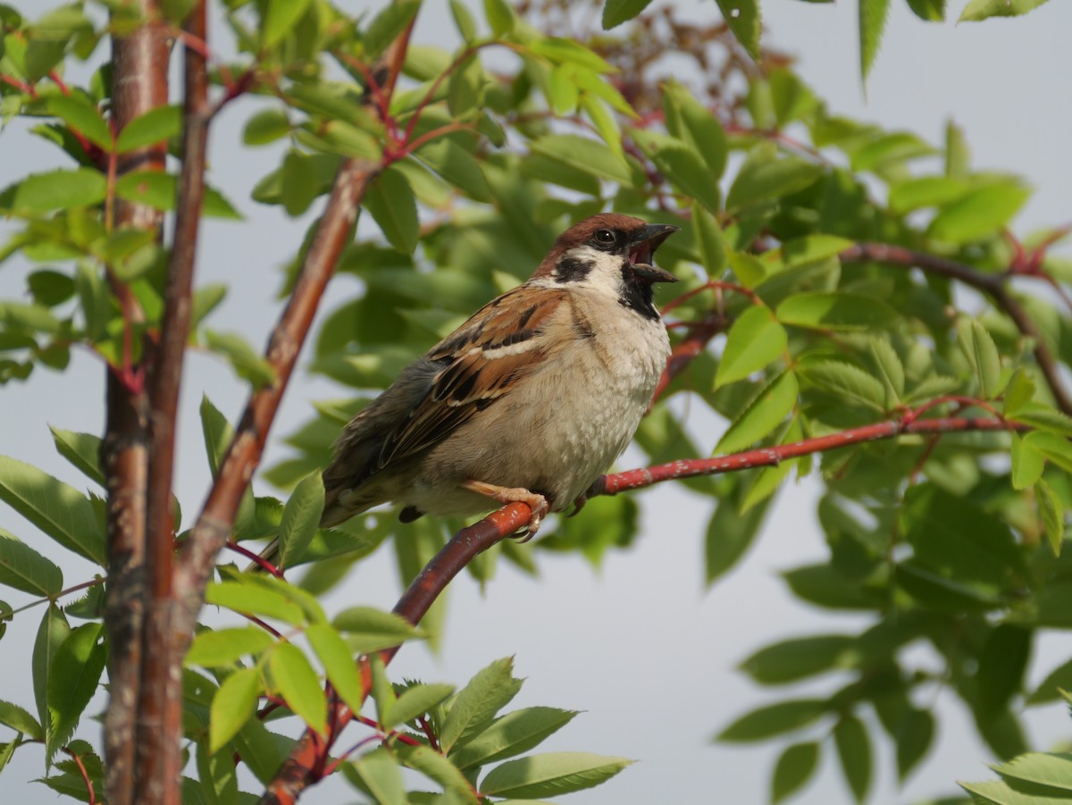Eurasian Tree Sparrow - ML620022986