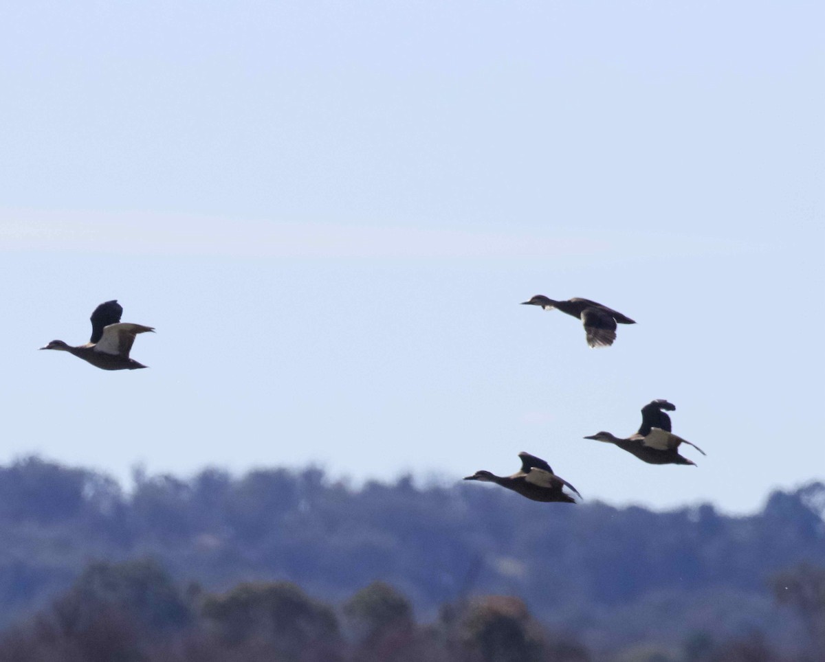 Pacific Black Duck - ML620023016