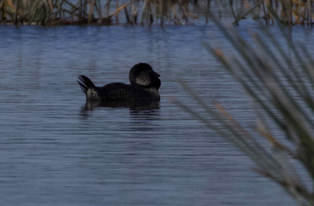 Musk Duck - ML620023022