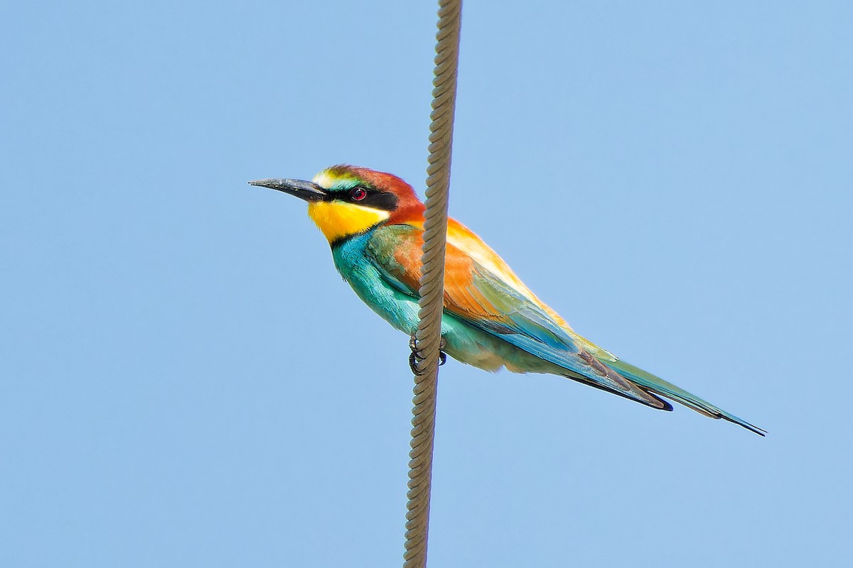 European Bee-eater - ML620023046