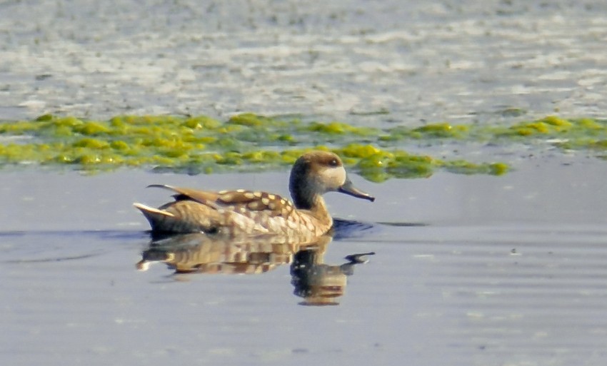 Marmelente - ML620023095