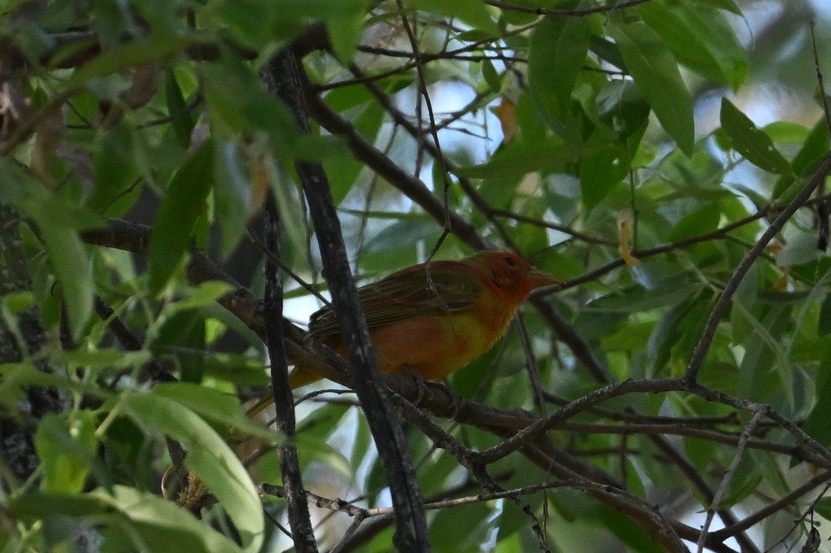 Піранга пломениста - ML620023096