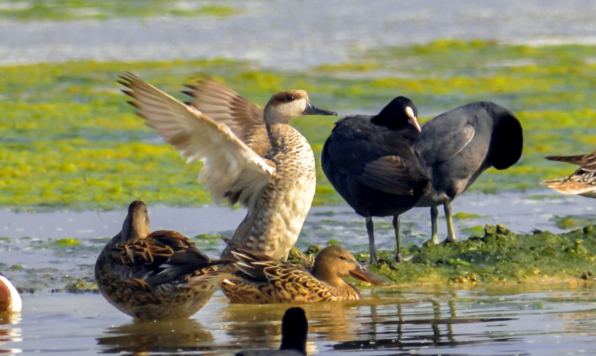 Marmelente - ML620023097