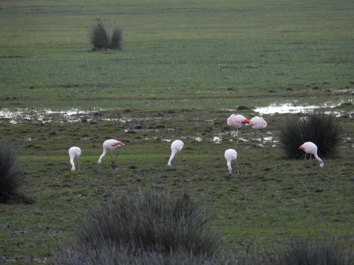 Chilean Flamingo - ML620023105