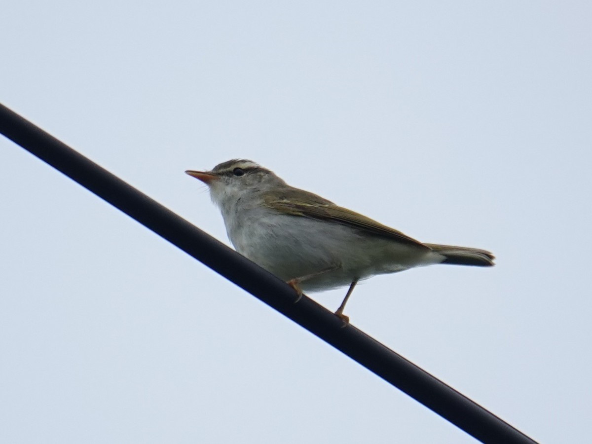 Eastern Crowned Warbler - ML620023107