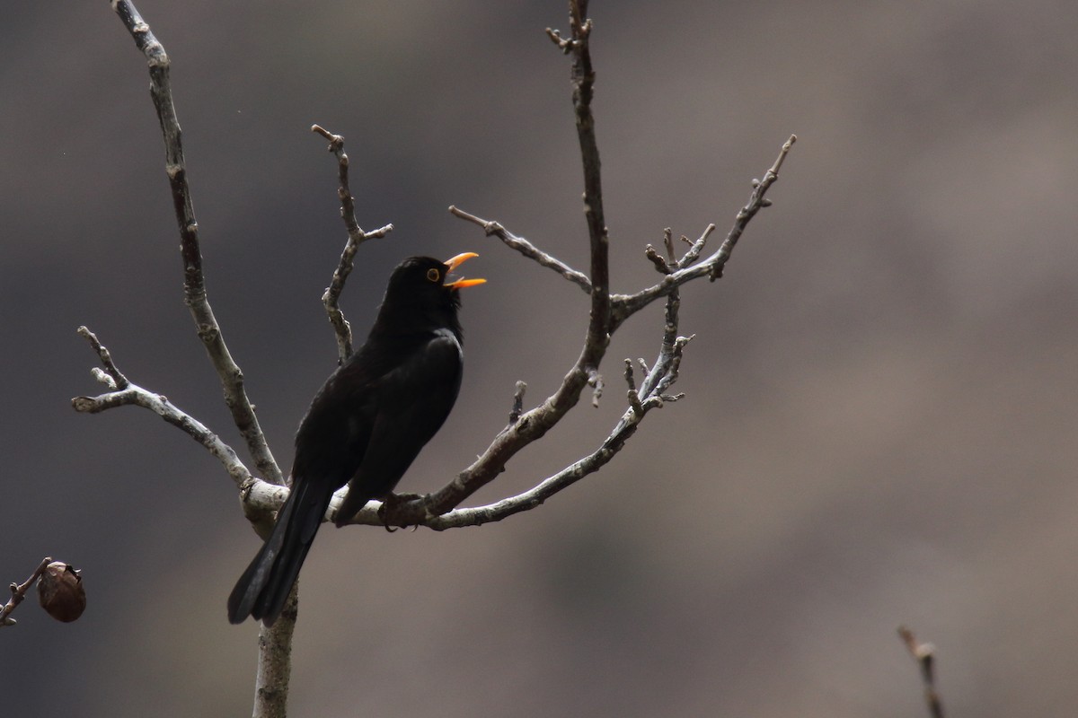 Eurasian Blackbird - ML620023108