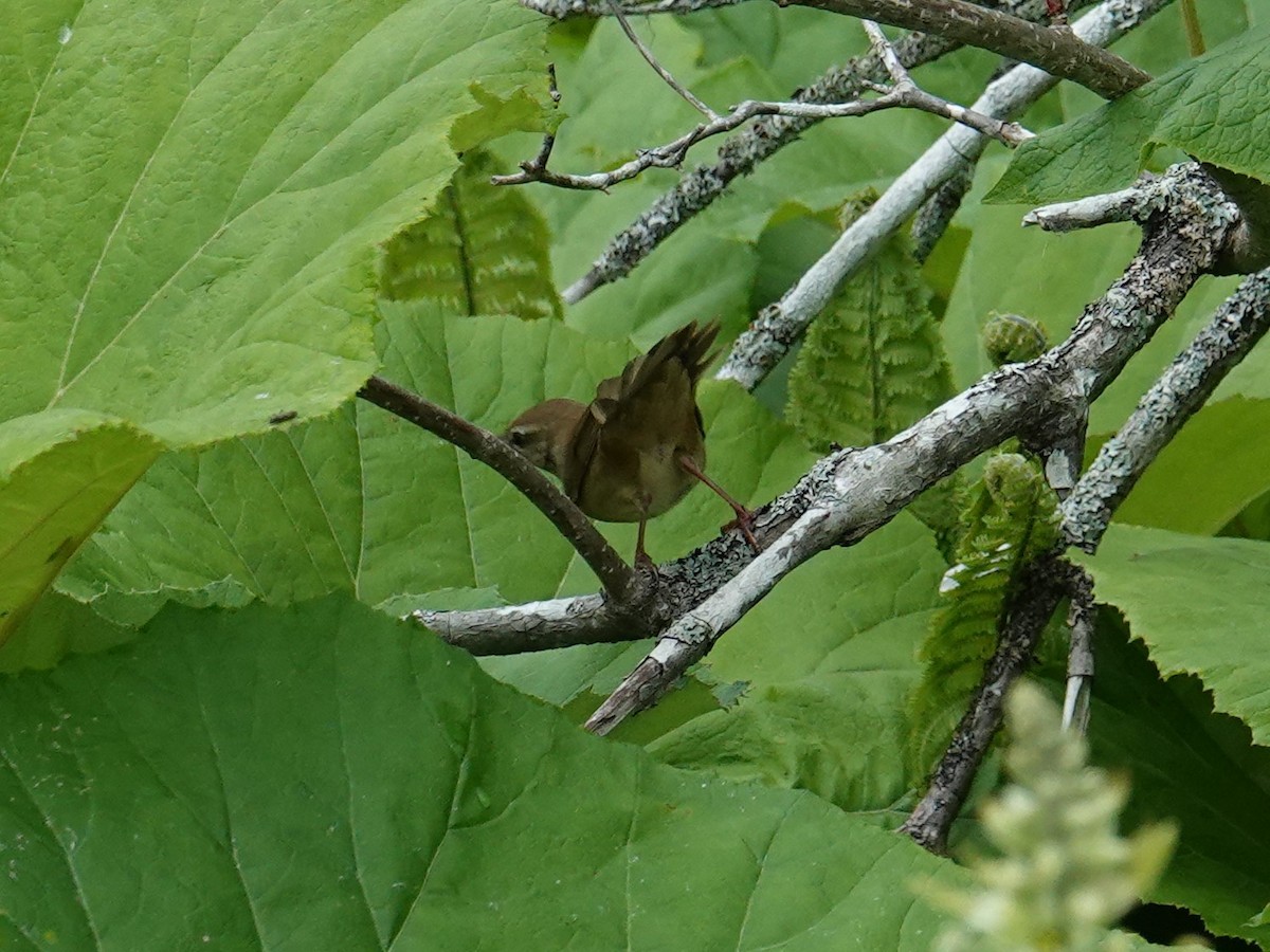 Sakhalin Grasshopper Warbler - ML620023109