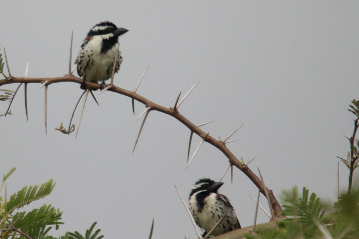 Spot-flanked Barbet - ML620023111