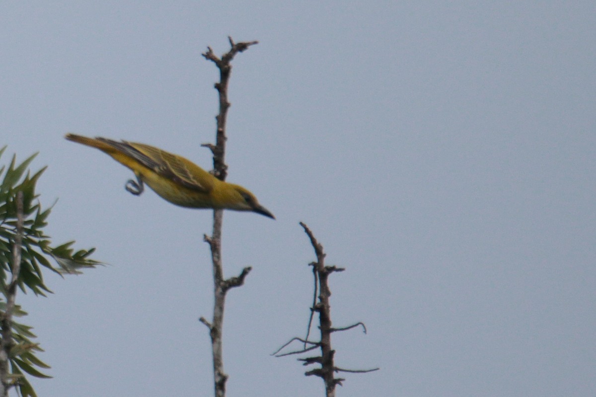 African Golden Oriole - ML620023116