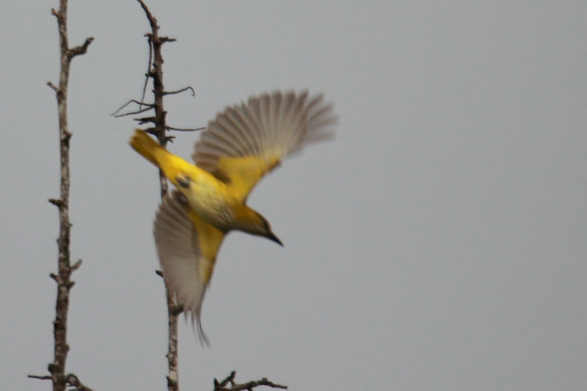 African Golden Oriole - ML620023117