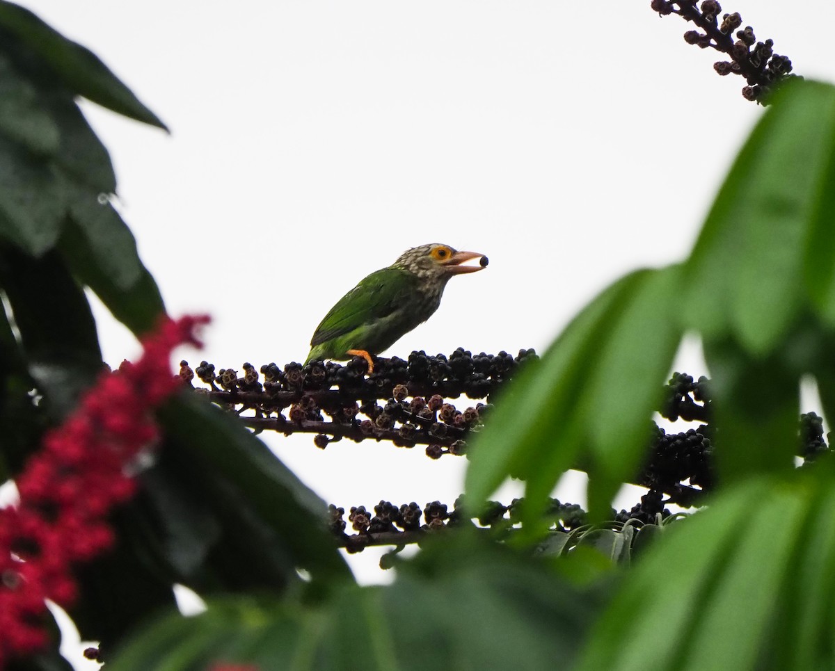 Lineated Barbet - ML620023127