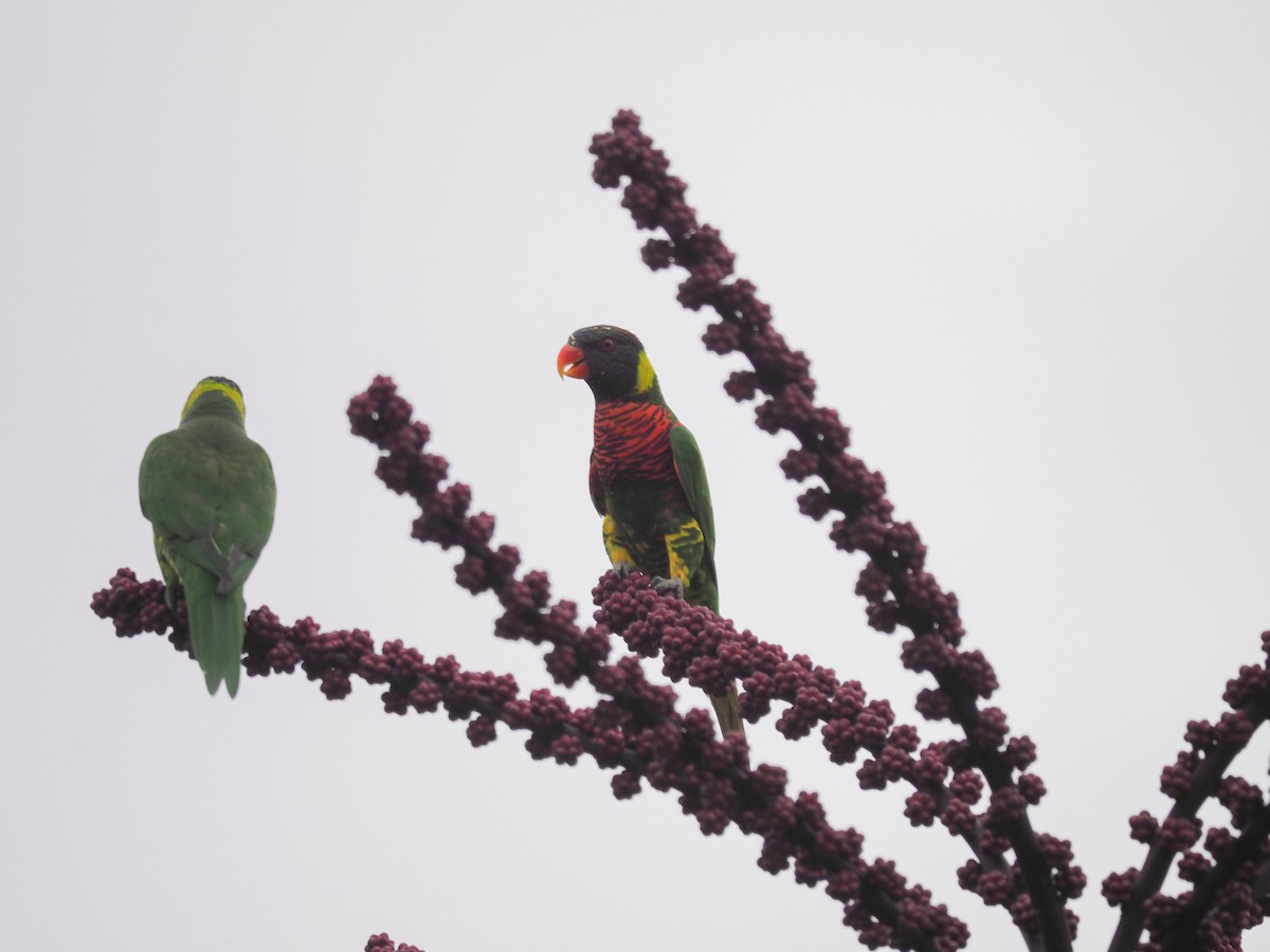 新幾內亞彩虹吸蜜鸚鵡 - ML620023130