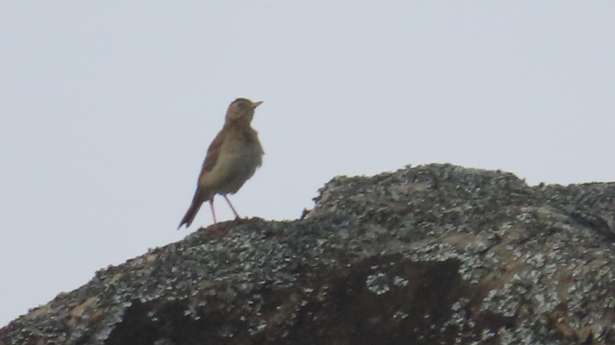 pipit sp. - ML620023137