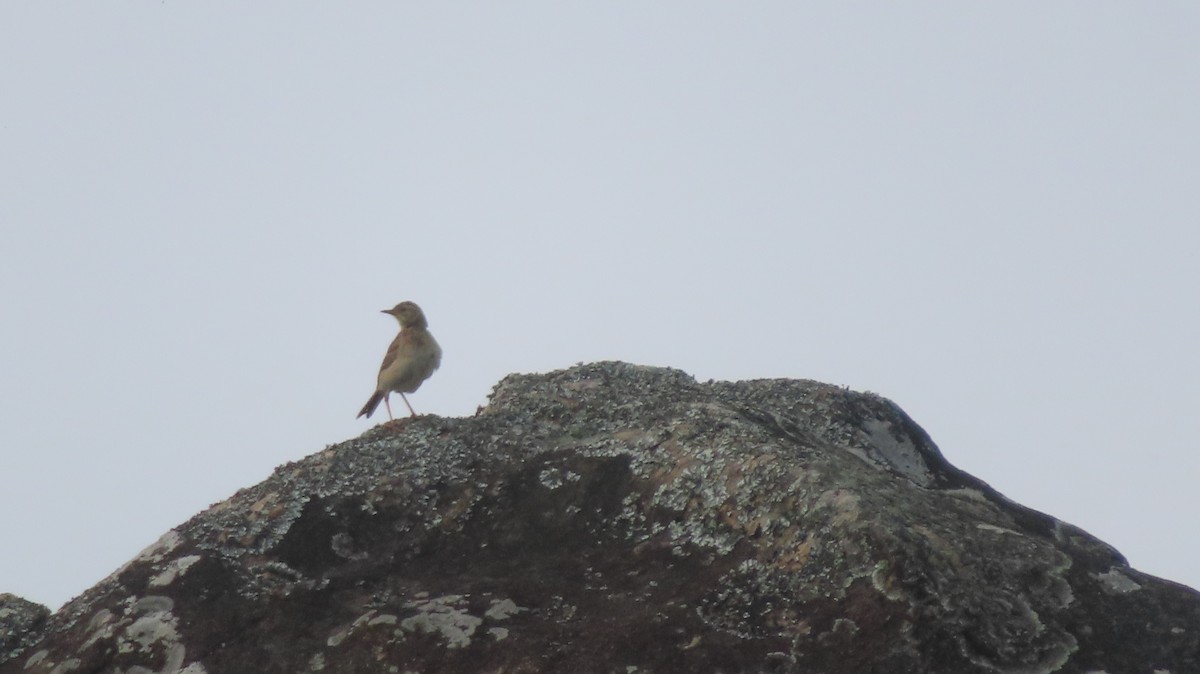 pipit sp. - ML620023138