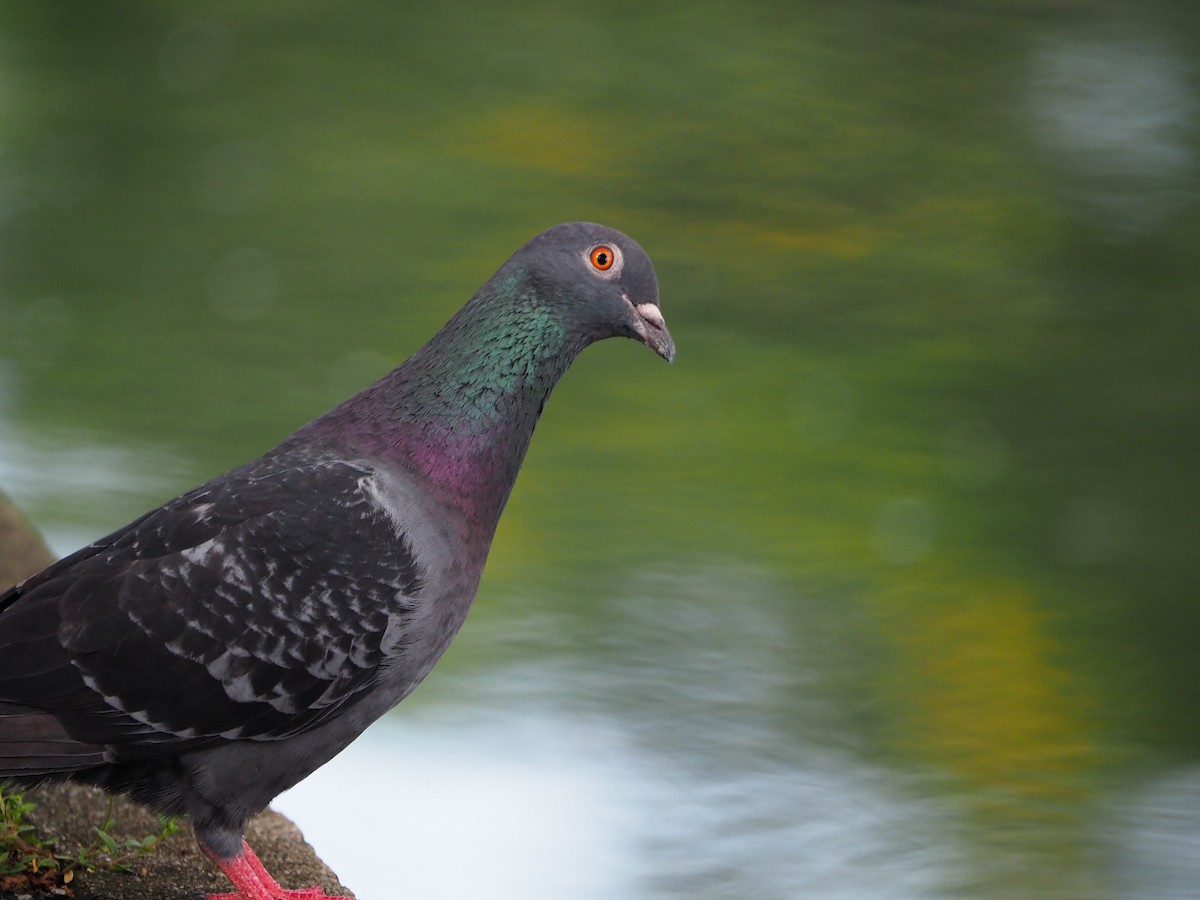 Rock Pigeon (Feral Pigeon) - ML620023162