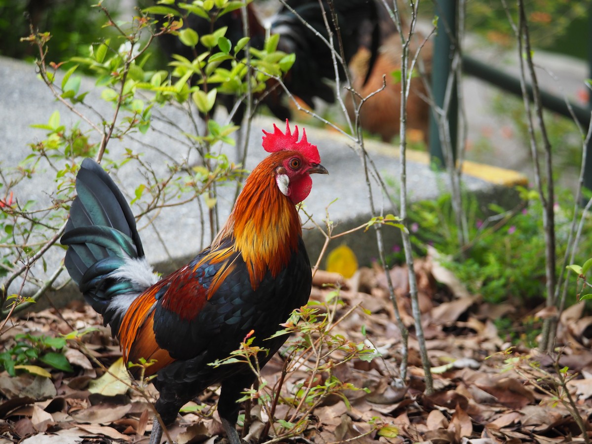 Red Junglefowl - ML620023163