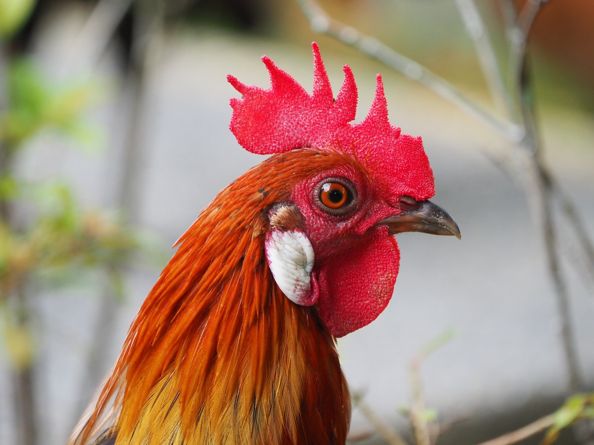 Red Junglefowl - ML620023165