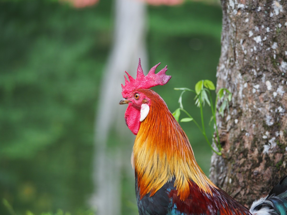 Red Junglefowl - ML620023167